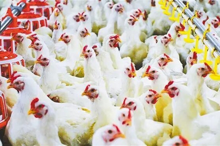 China exports first white-feather broiler GP stock to Uzbekistan