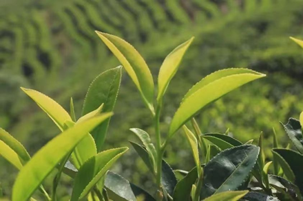 China's ancient brew given high-tech overhaul