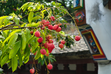 Lychee-laced summer charms folks at Fuzhou's Xichan Temple