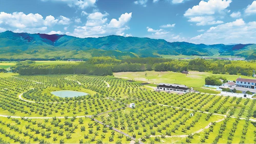光泽县李坊乡管蜜村的千亩梨园迎来丰收季