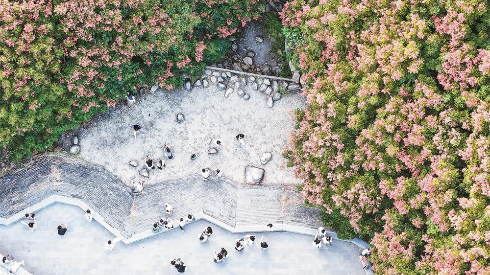 泉州大坪山郑成功公园内成片的栾树开花结果