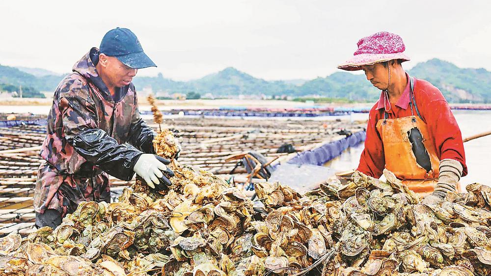 白蚝丰收