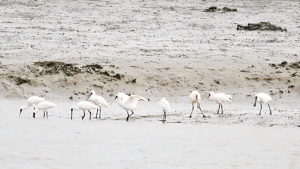国家一级保护野生动物黑脸琵鹭在泉州泉港栖息