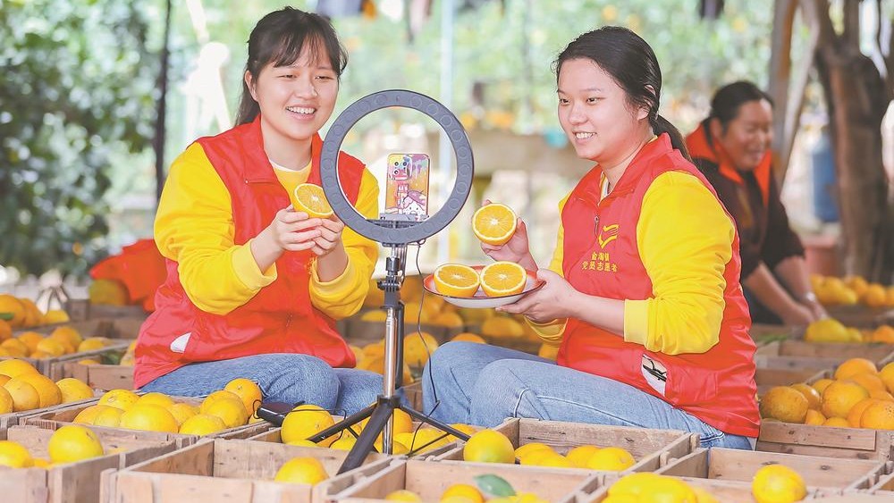 南安市金淘镇清华脐橙场内一派忙碌景象