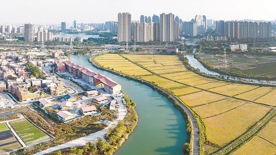 晋江市九十九溪田园风光田洋农业种植区内晚稻迎来收割