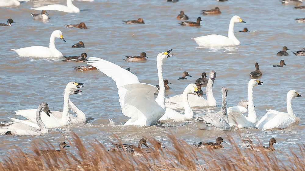 闽江河口国家湿地公园现“鸟浪”景观