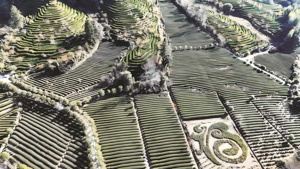 漫山茶树层叠铺展