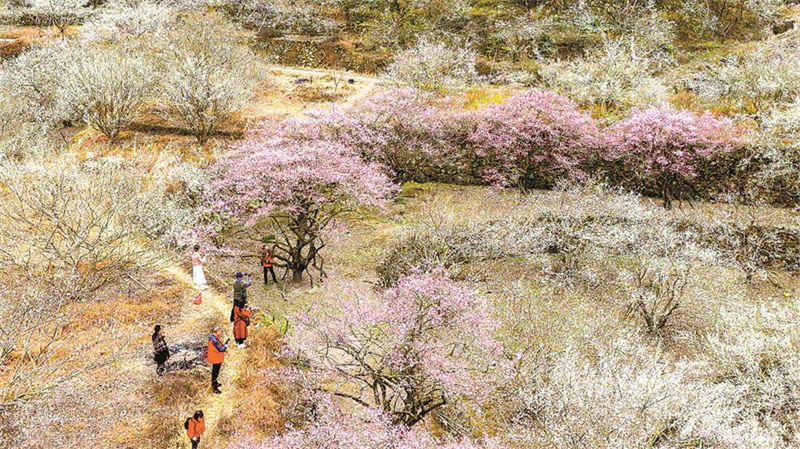 青梅绽放引客来