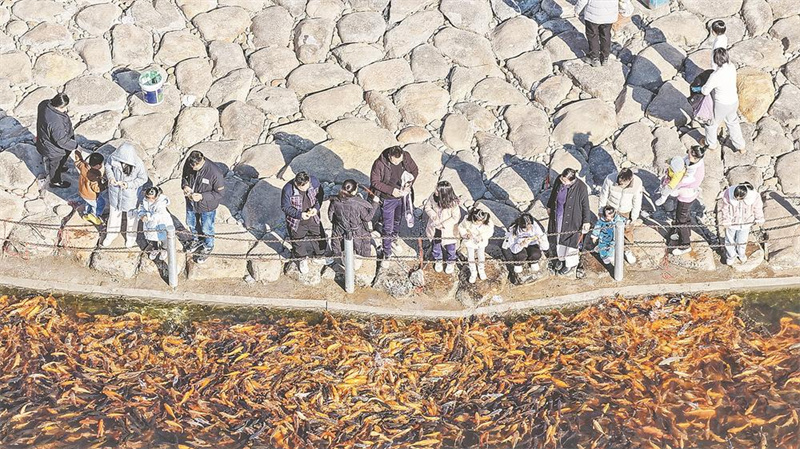 人鱼同乐 水清岸美