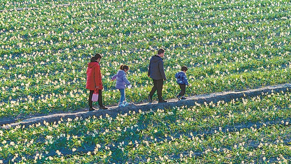 市民游客在位于漳州高新区的水仙花海游玩