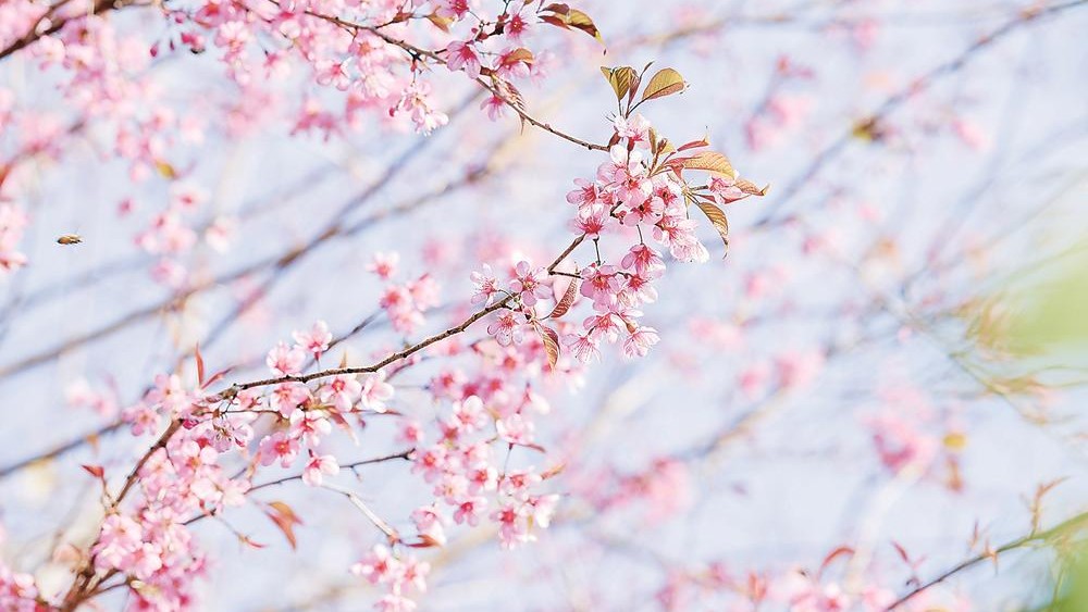 冬樱破寒 灼灼盛放