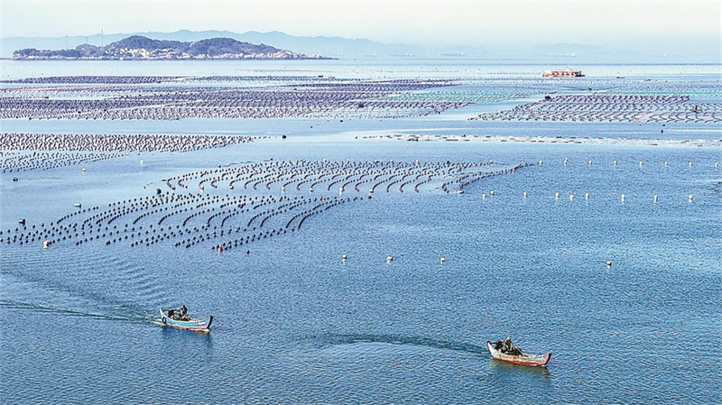 海洋牧场养殖区一派繁忙