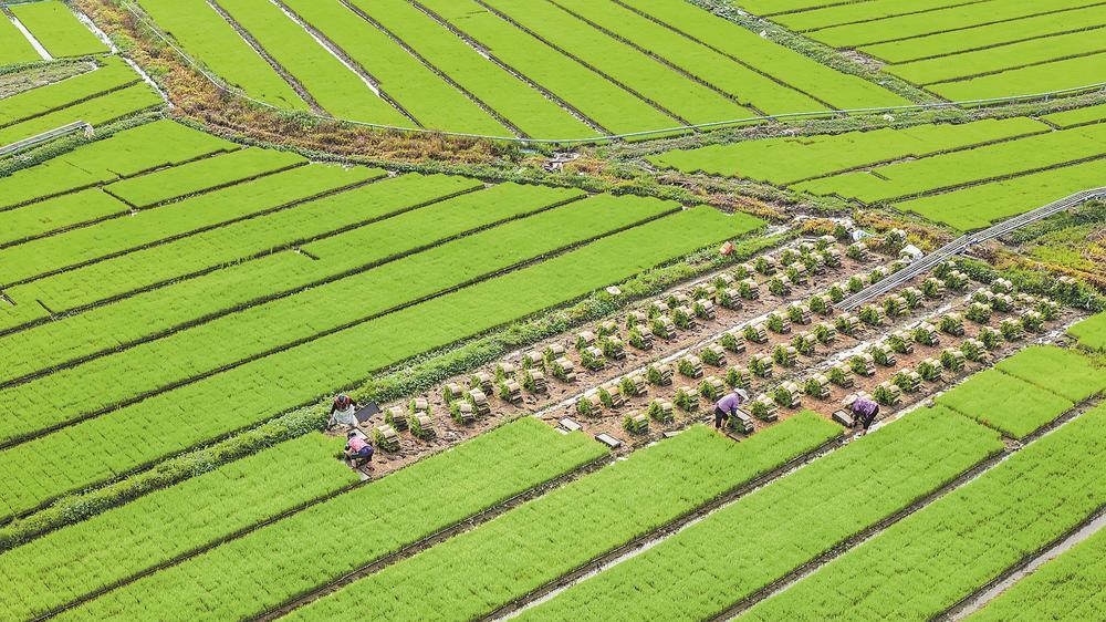 工人正在田间使用运苗机收取秧苗