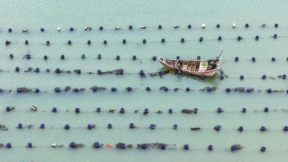 连江县黄岐湾海域拉开初夏“耕海”序幕