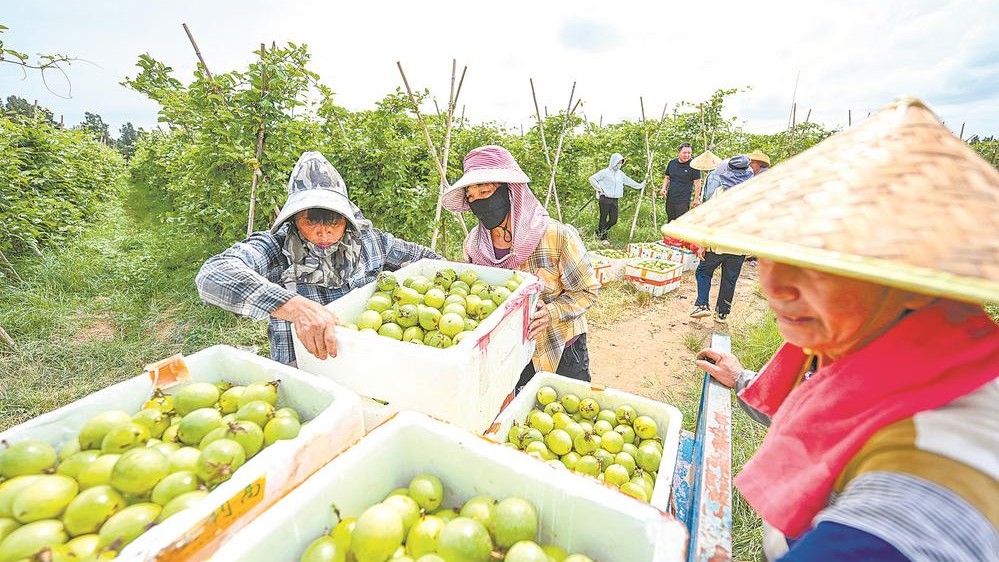 平潭苏平片区友谊村的50亩百香果种植基地迎来丰收季