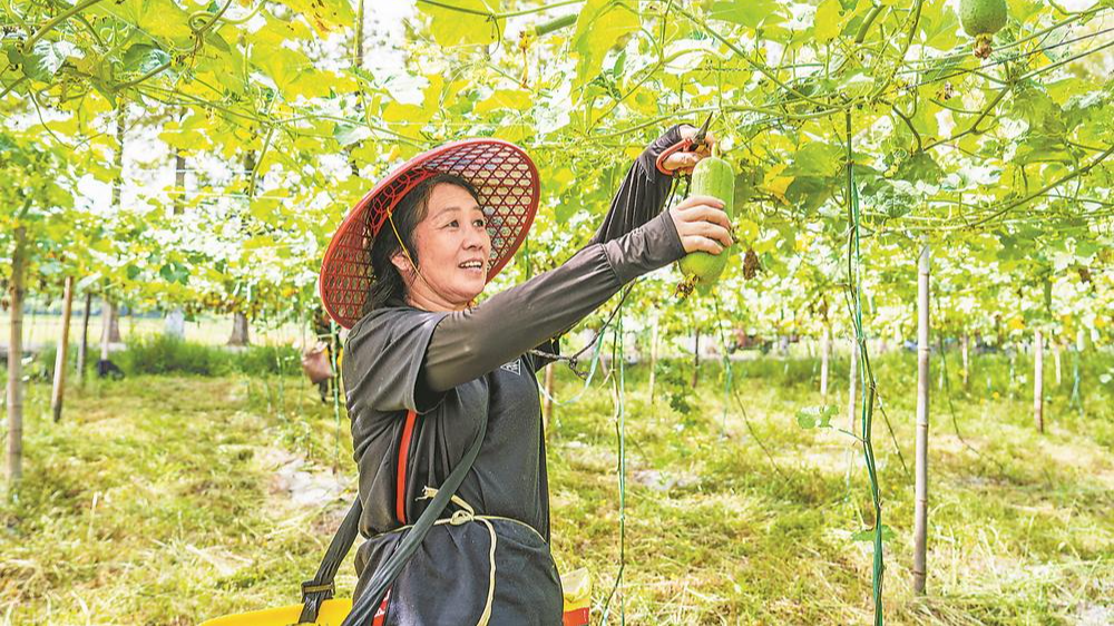松溪县茶平乡林下村丝瓜种植基地农民采摘新鲜丝瓜