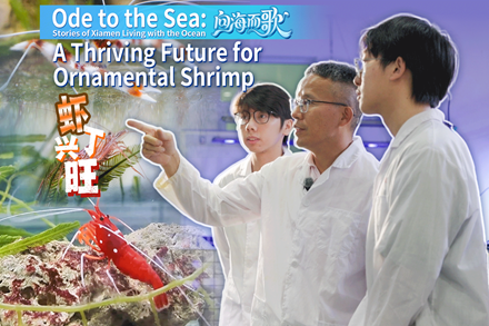 Thriving future for ornamental shrimp